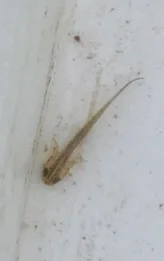 great crested newt eft