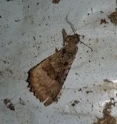 bat feeding remains
