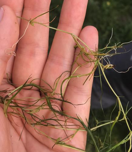 Horned pond weed fruits.png