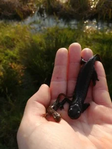 Great crested newt.jpg