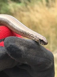 Female Slow worm showing their striking markings