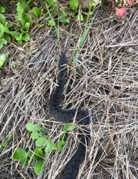Black Adder