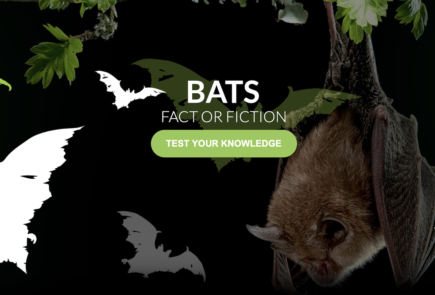 Bat Quiz Fact or Fiction? Ecology by Design