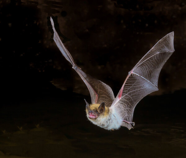 Common questions about bats in the UK | Ecology by Design