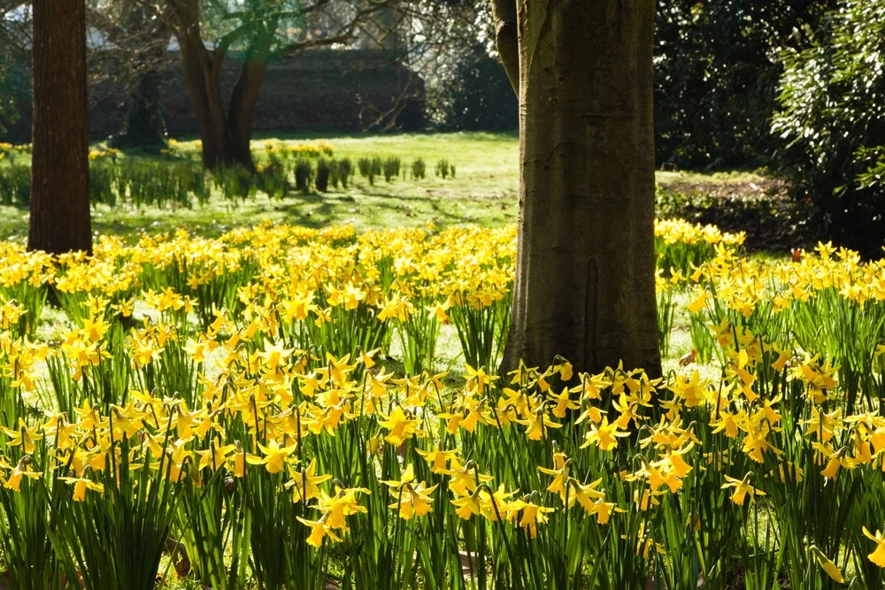 Daffodils by Matthew Bruce (2) Smaller.jpg