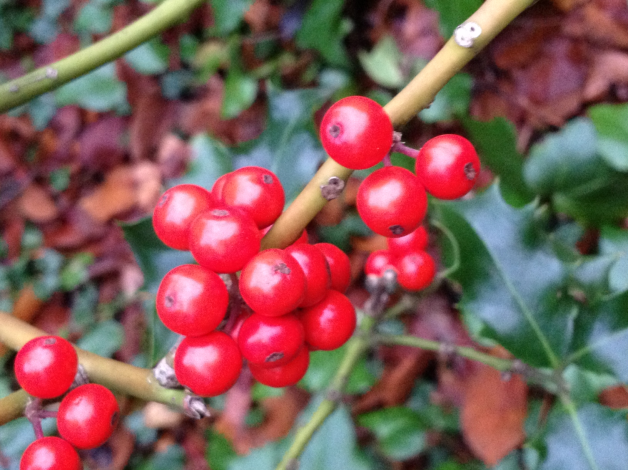 A (Very Early) Letter to Father Christmas