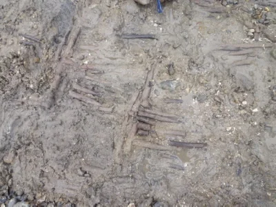 Remains of Wattle