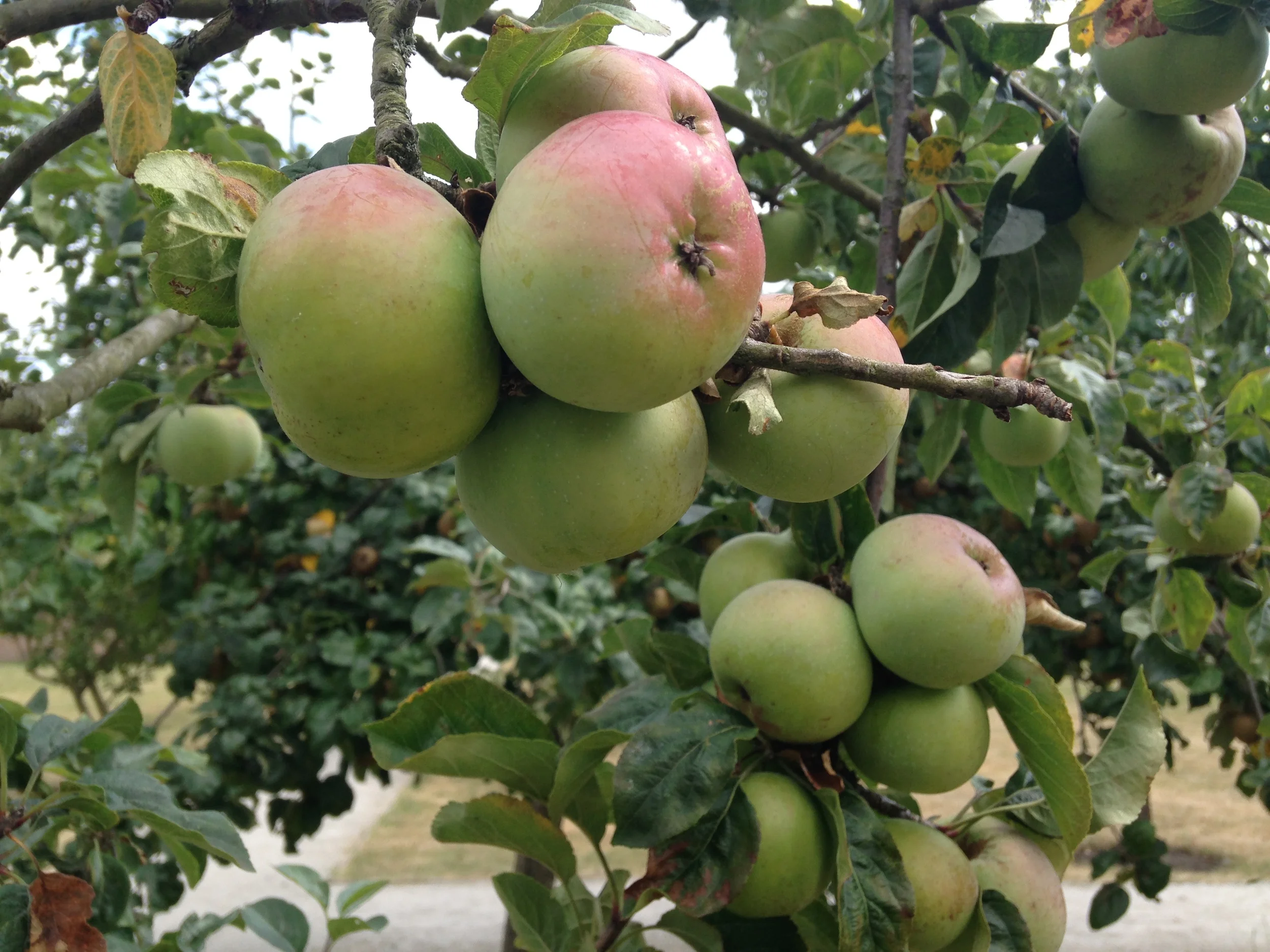 also not a pear tree