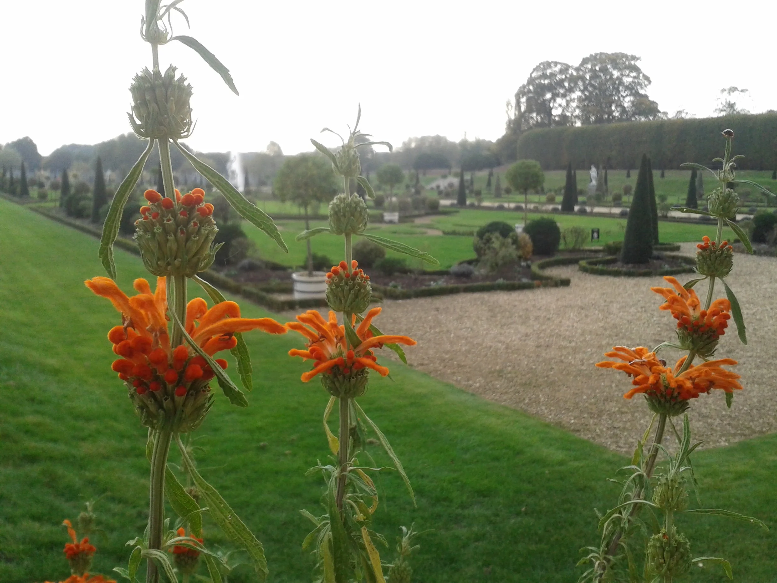Palace with a View: One of the many glorious gardens at Hampton Court that we were able to explore