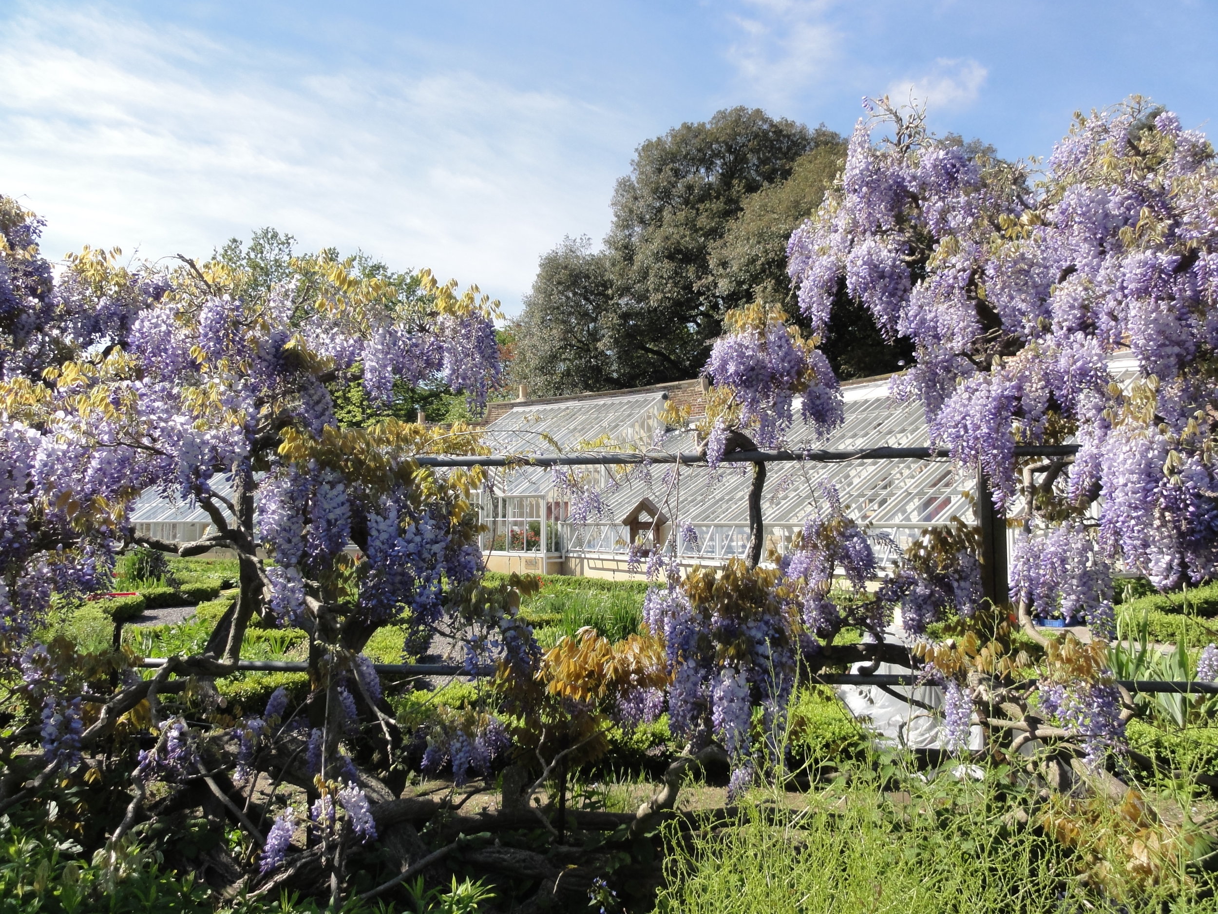 wisteria, veg & judas tree 011.JPG