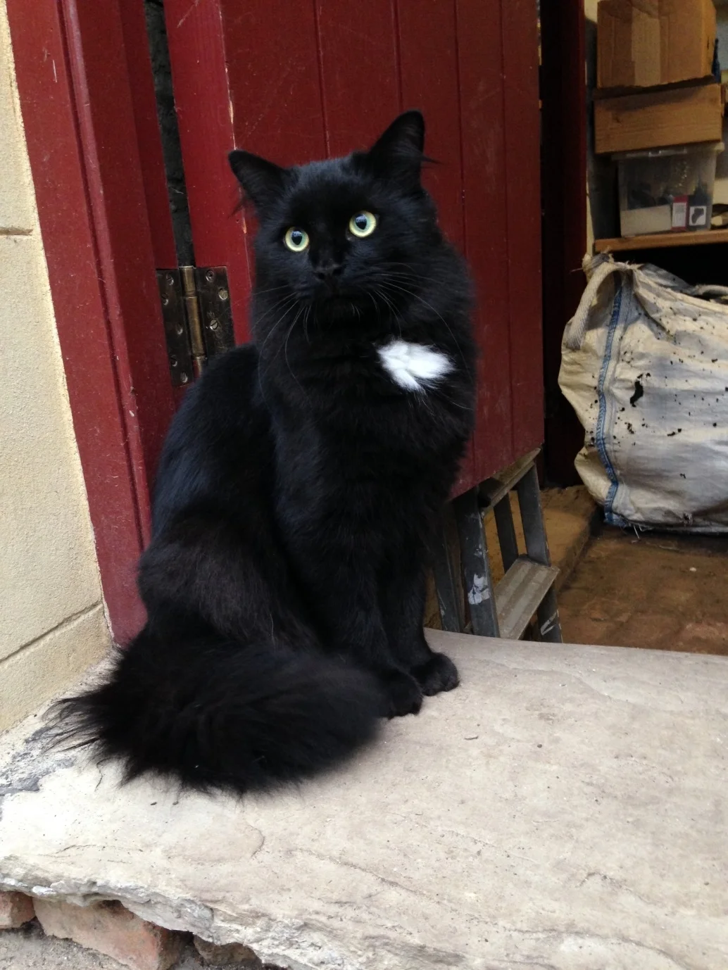 Edmund the FP Cat.jpg