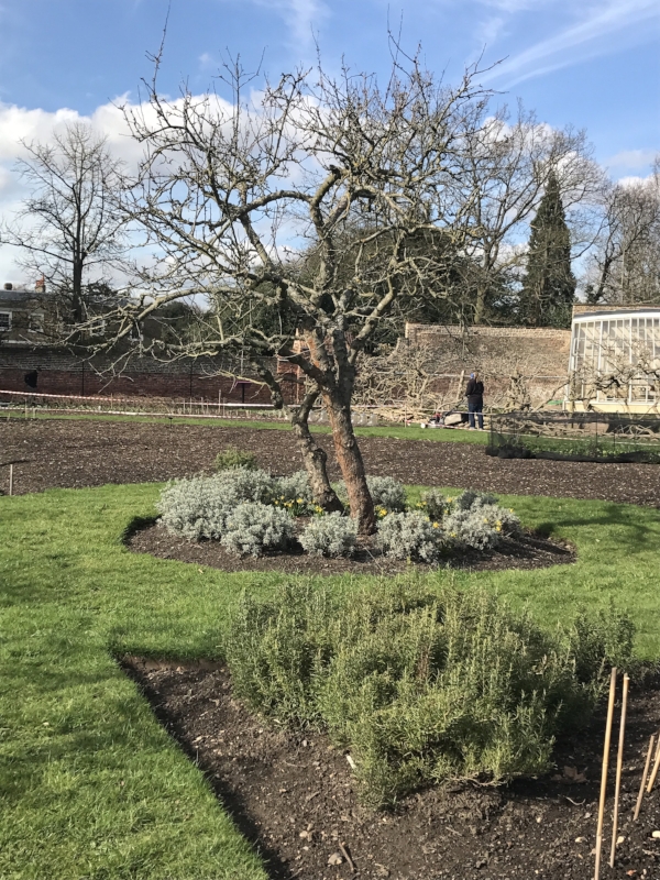 Rosemary growing in the Walled Garden.