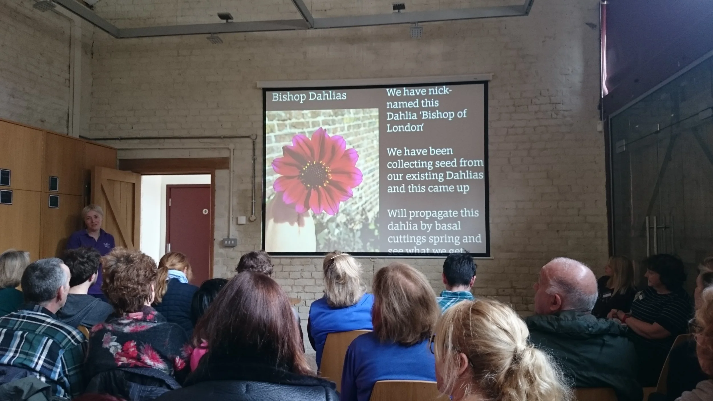 The new 'Bishop of London' Dahlia being propagated in the garden