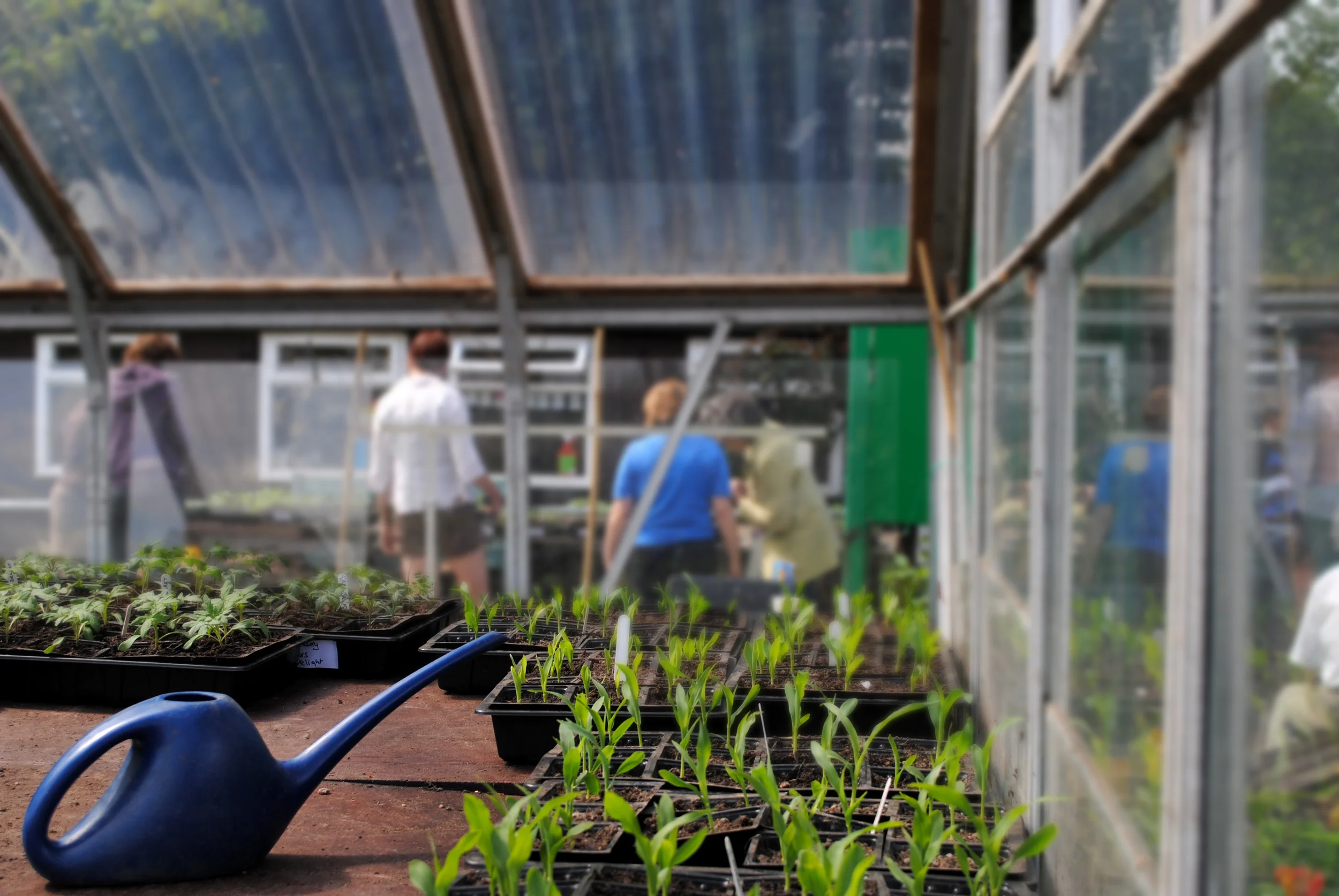 greenhouse.jpg