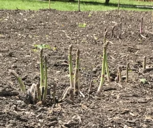 First of the vegetable crops in the Palace garden.