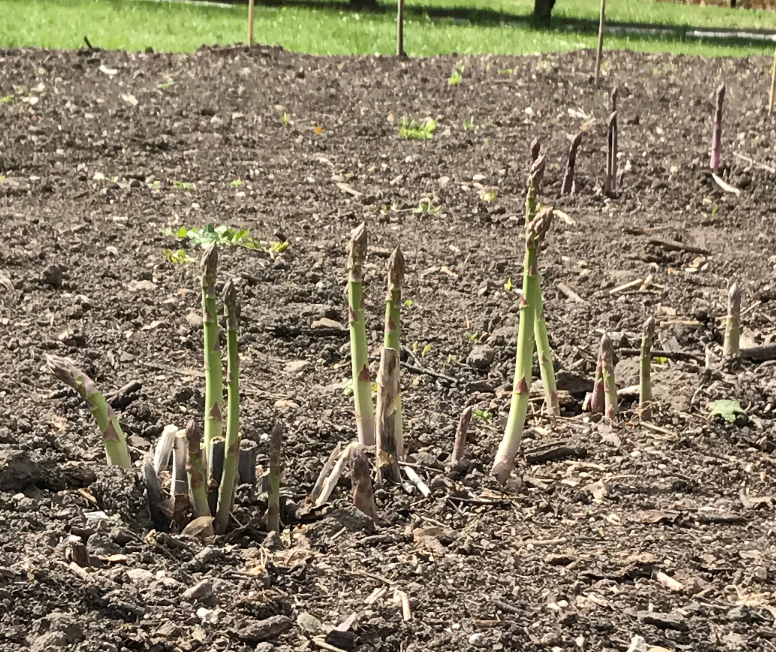Recipe of the Month - April 