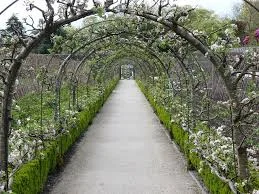The apple tree arch at The Lost Gardens of Heligan
