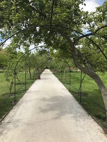 The Apple Arches at Fulham Palace, May 2017