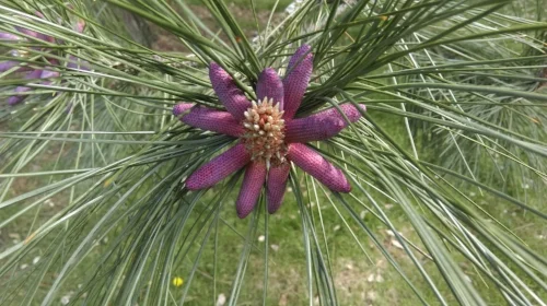 I took this photo last month just when it was producing its wonderful pink ‘flowers’.
