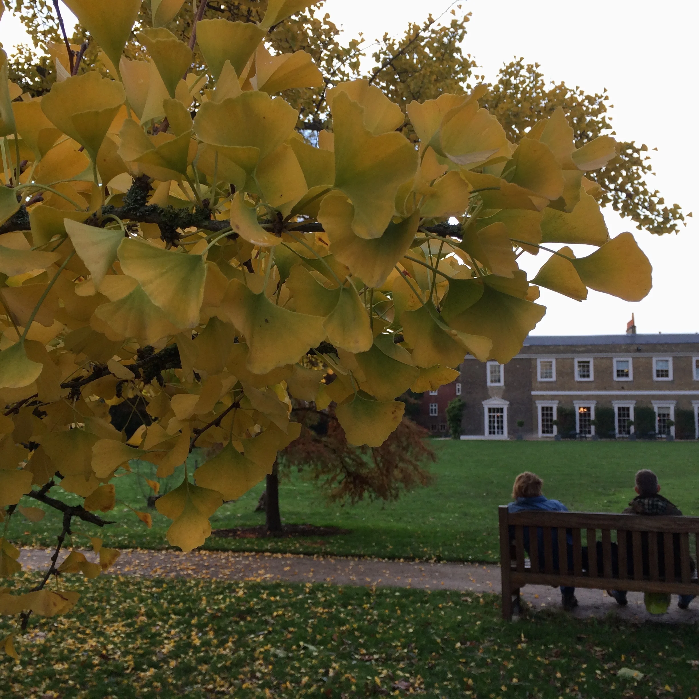 The Tree That Time Forgot