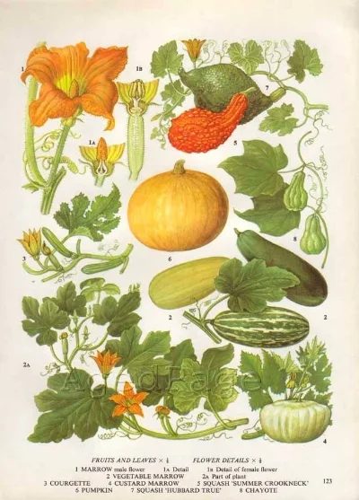 Courgettes are part of the same family as marrows and squashes.
