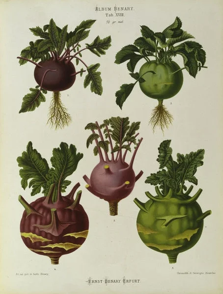 Kohlrabi, Album Benary /Farblithographie Botanik: Kohlrabi - Brassica oleracea. - Glaskohlrabi'. &nbsp;(Ernst Benary) 1876-1893