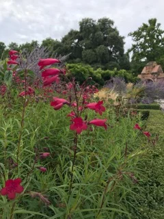 Penstemon in the Walled Garden