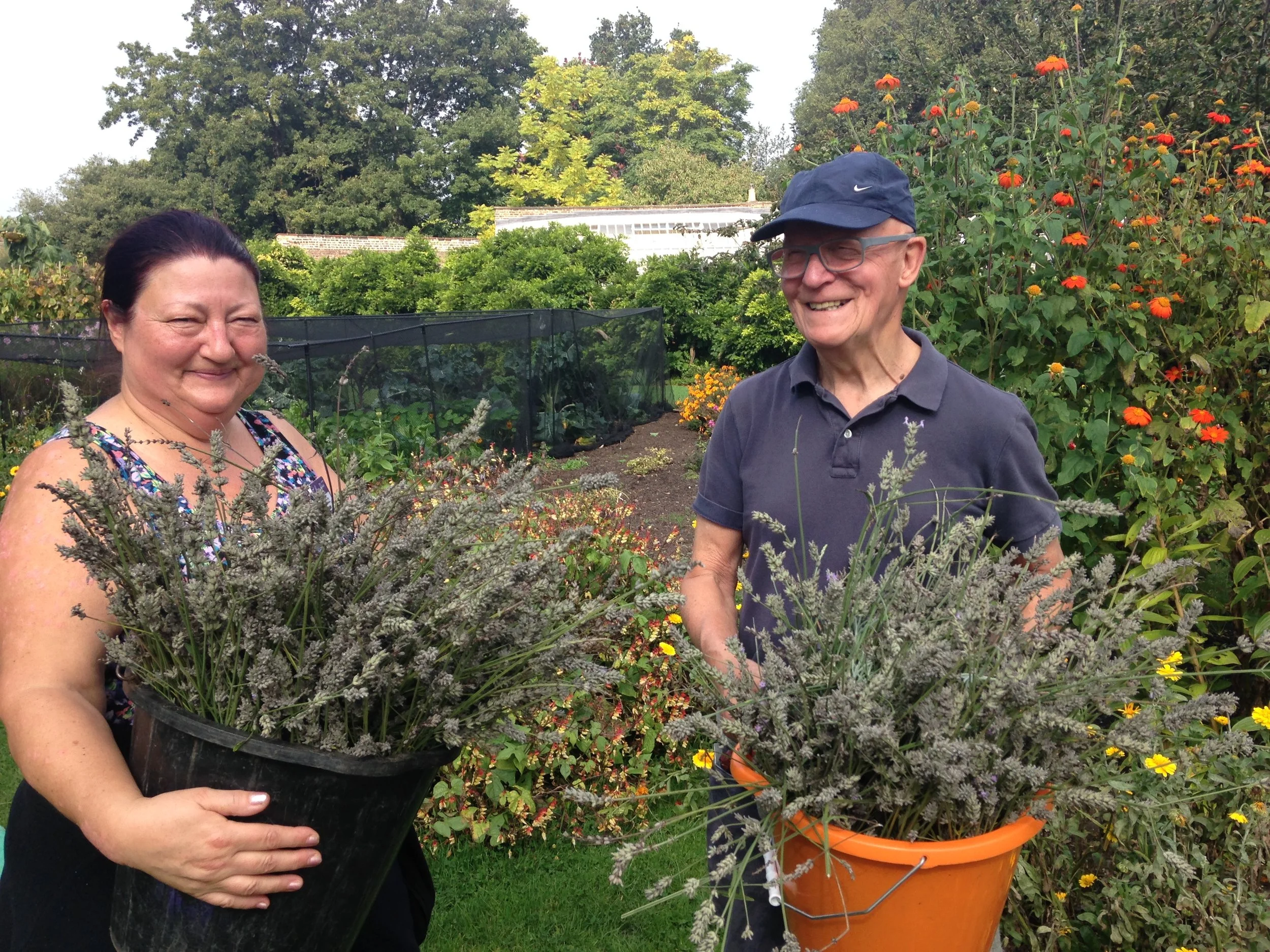 Tuesday Garden Volunteers Jacky Perry and Mike Wooller harvesting lavender to be made into lovely lavender bags
