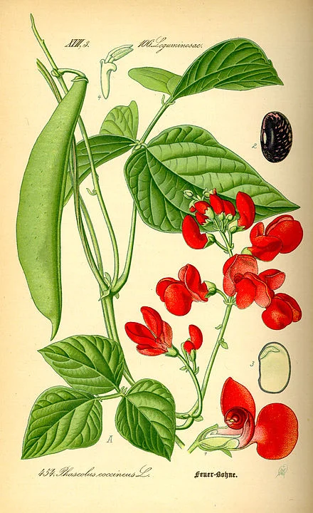 440px-Illustration_Phaseolus_coccineus0.jpg