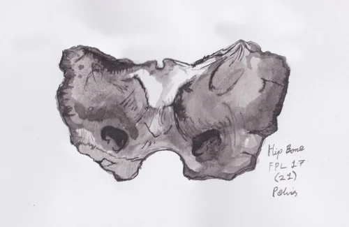 Pelvis