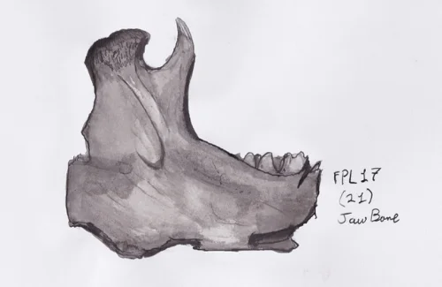 Jawbone