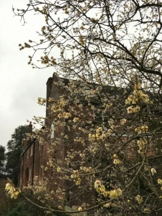 Wintersweet shrub in front of the Chaplain's Garden