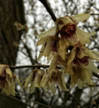 Wintersweet exude pleasant fragrance at Fulham Palace