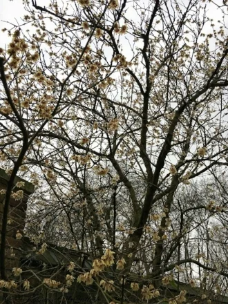 Wintersweet at Fulham Palace