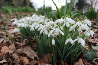 Snowdrops in the Walled Garden