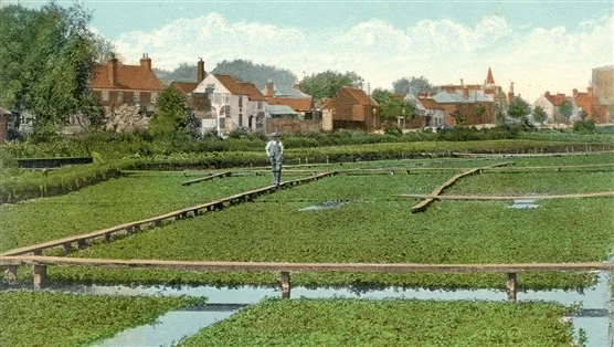 A traditional watercress bed