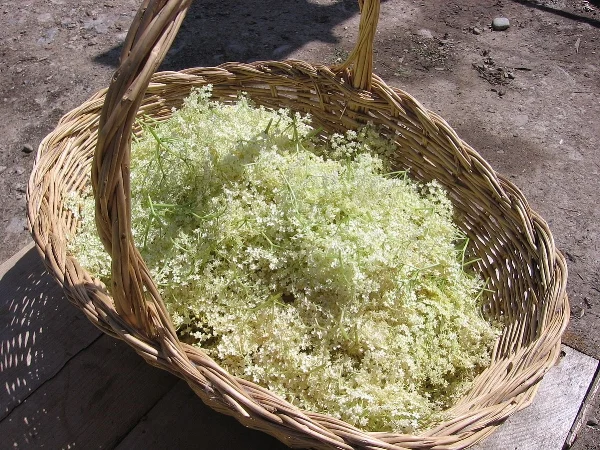 1200px-Picked_Elderflower-1.jpg