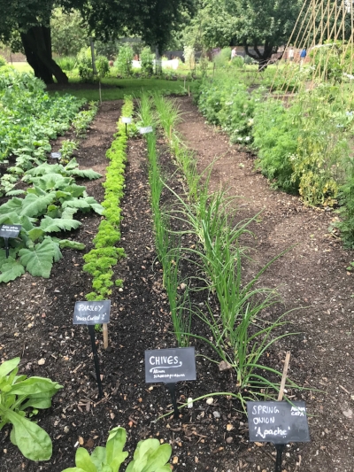 The vegetables and herbs in the Walled Garden are now flourishing with new crops appearing on the Barrow every week.