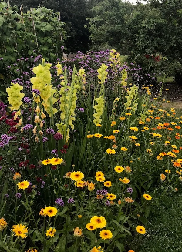 Specimen of the Month - Gladioli