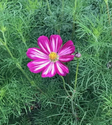Candy Stripe Cosmo in the Palace Garden