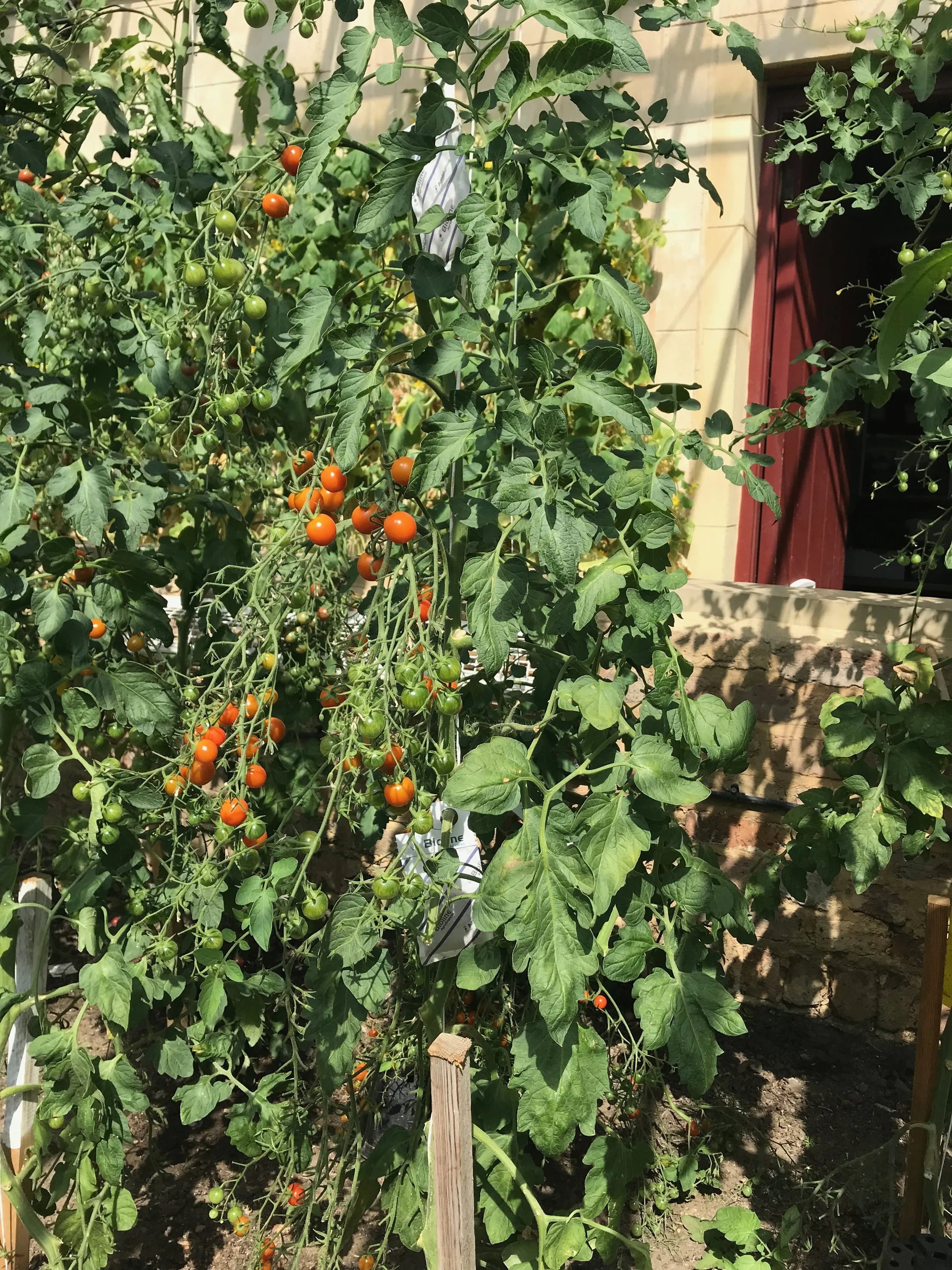 Recipe of the Month - July