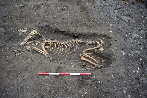 The skeleton of a large dog, found at the Fulham Palace Dovecote Dig 2017