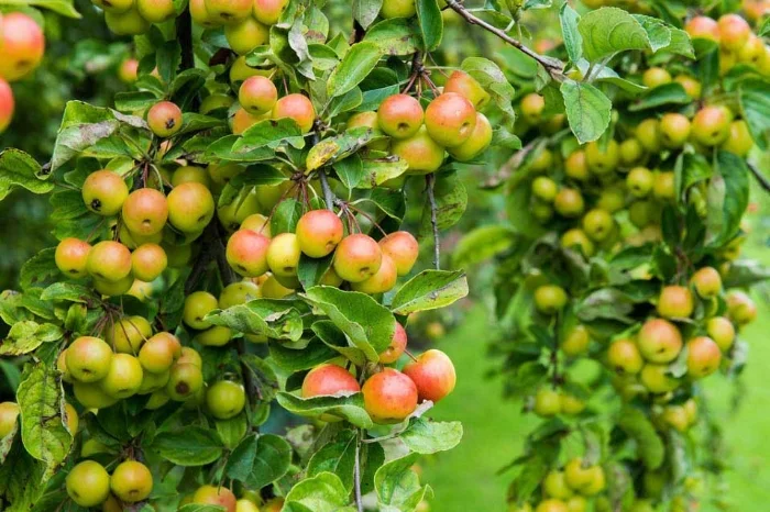 AS-crab-apples-1.jpg