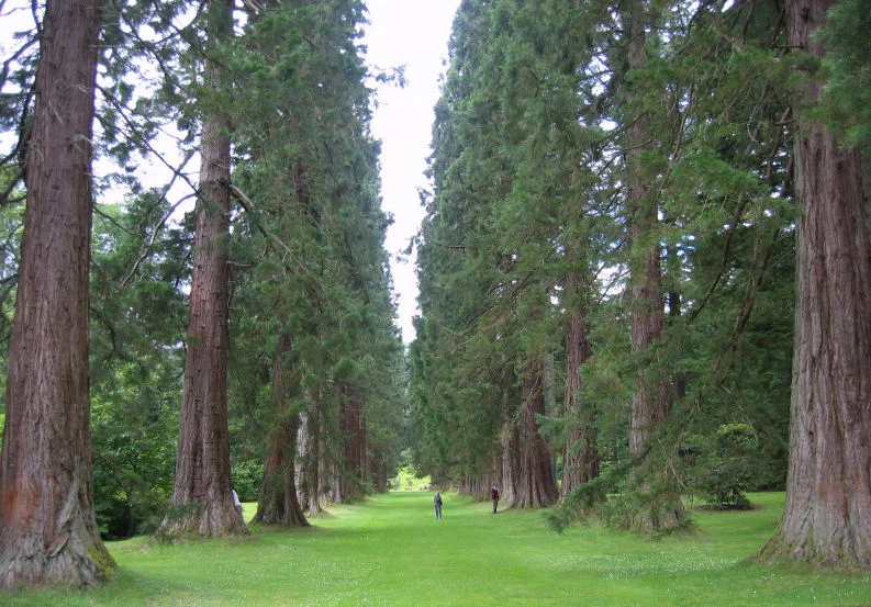 Redwoods.jpg