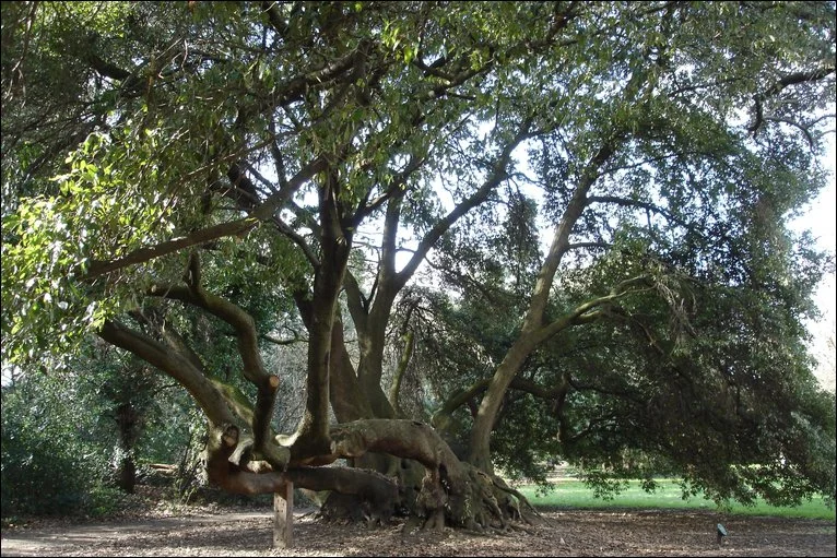 Fulham Palace’s fabulous 500 year old Holm Oak Tree!"