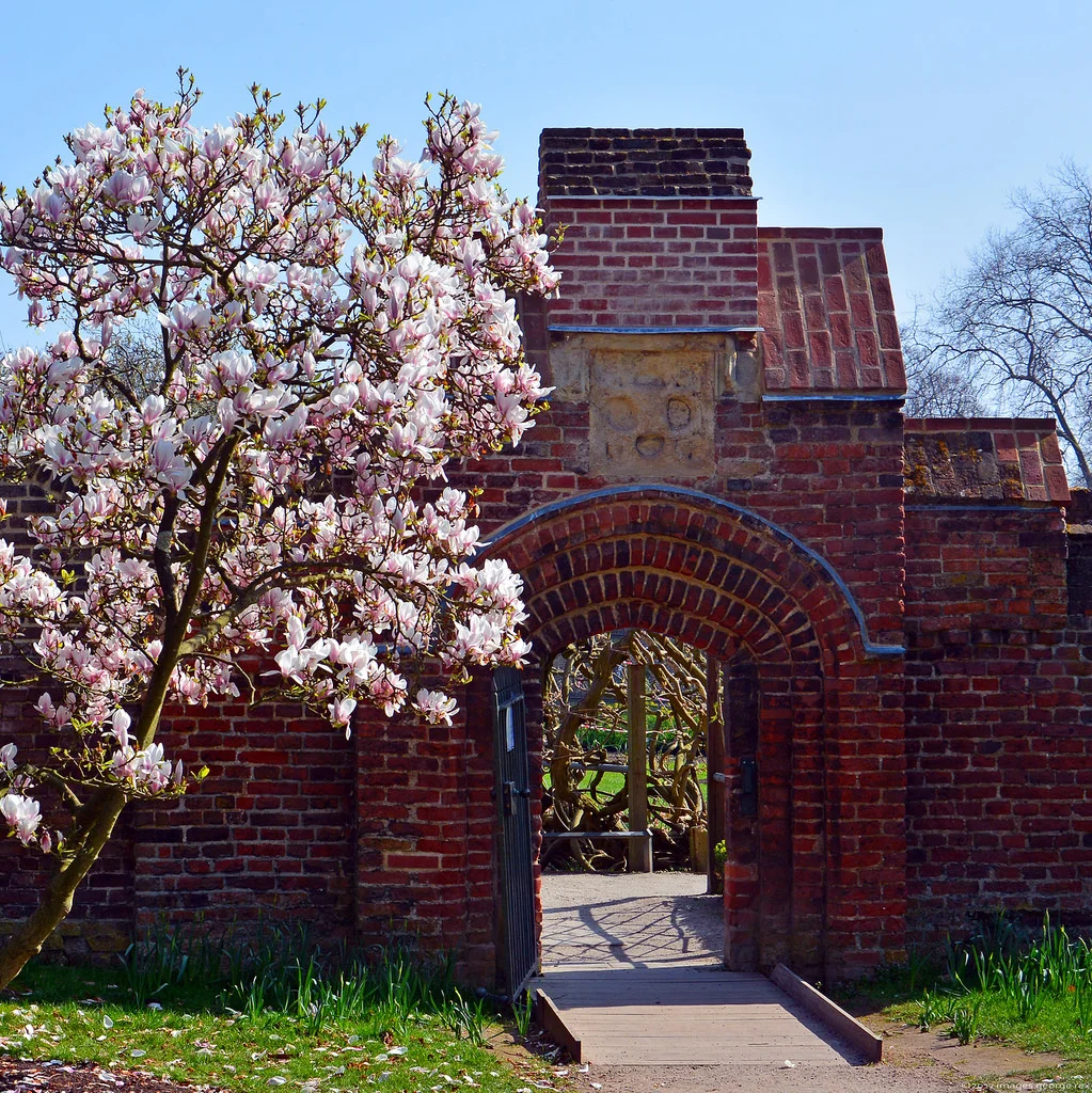 magnolia.jpg