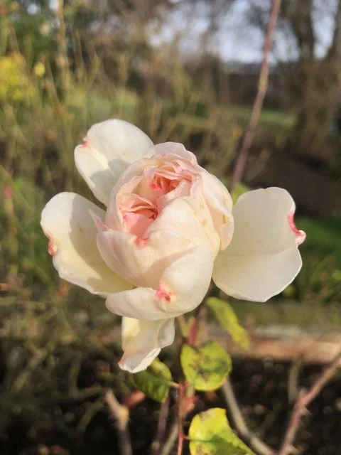 Early flowering growth can be removed