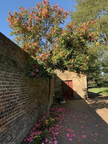 camellia.jpg