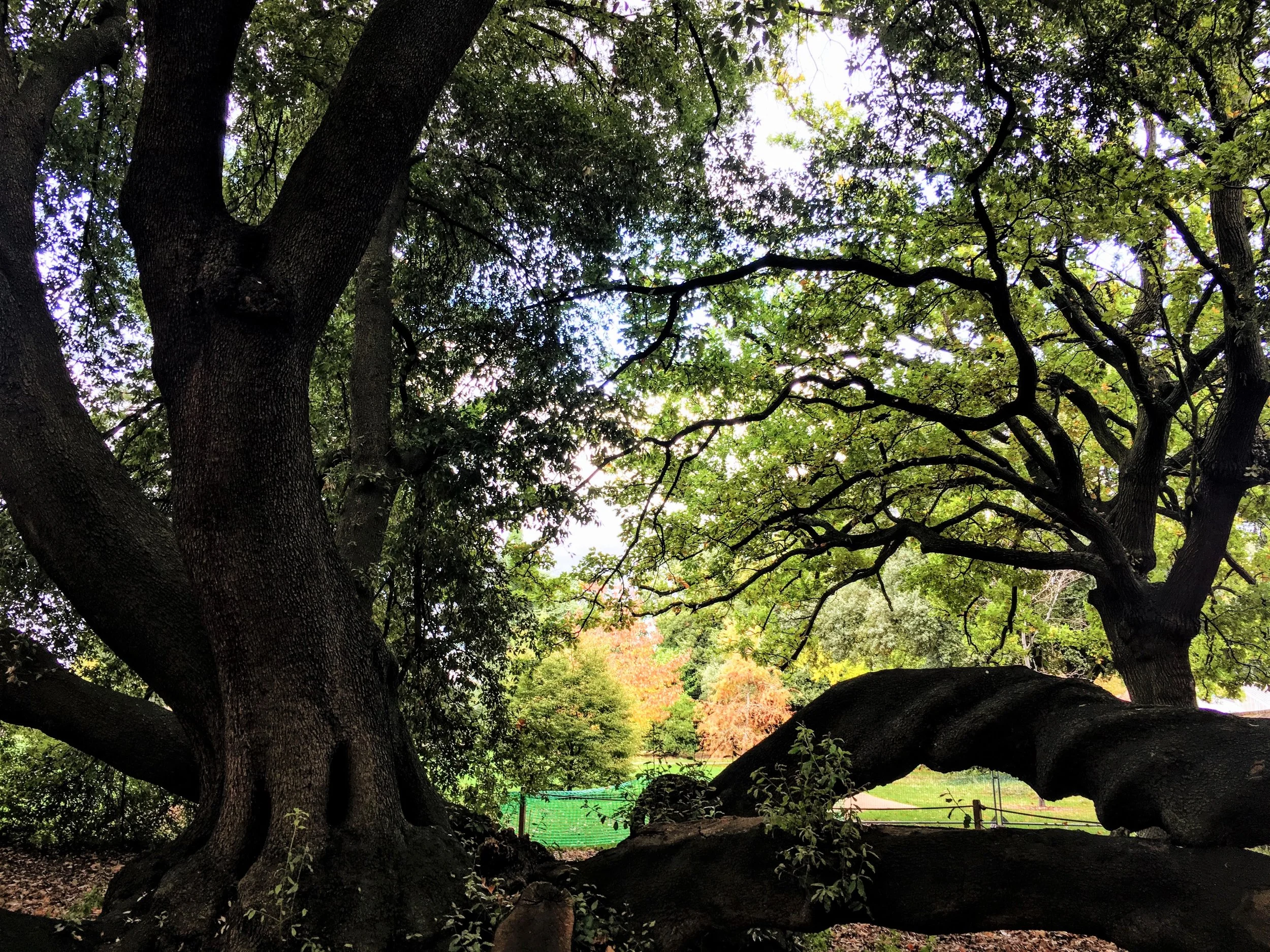 View of the Palace’s main lawn through the 500 year old holm oak