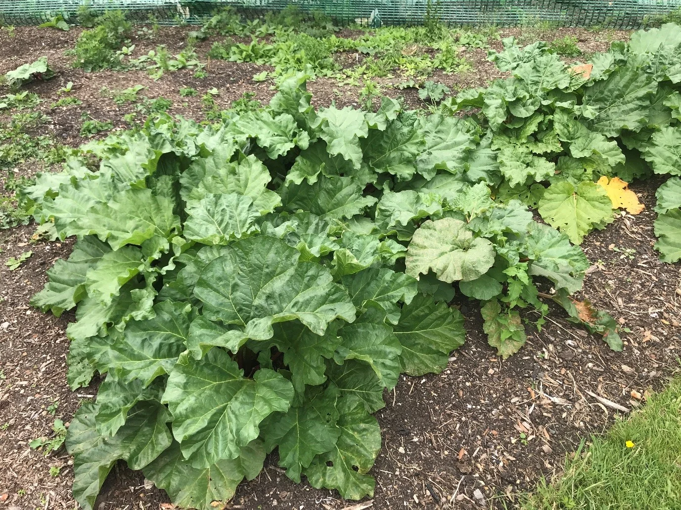 Rhubarb 2.jpg